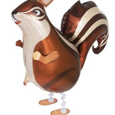 squirrel walking pets